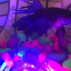 Meet your Posher, Leslie